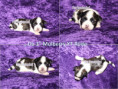 /album/farbpracht-yorkshire-terrier-bereit-fur-die-reservierung/da-3-rude-jpg/